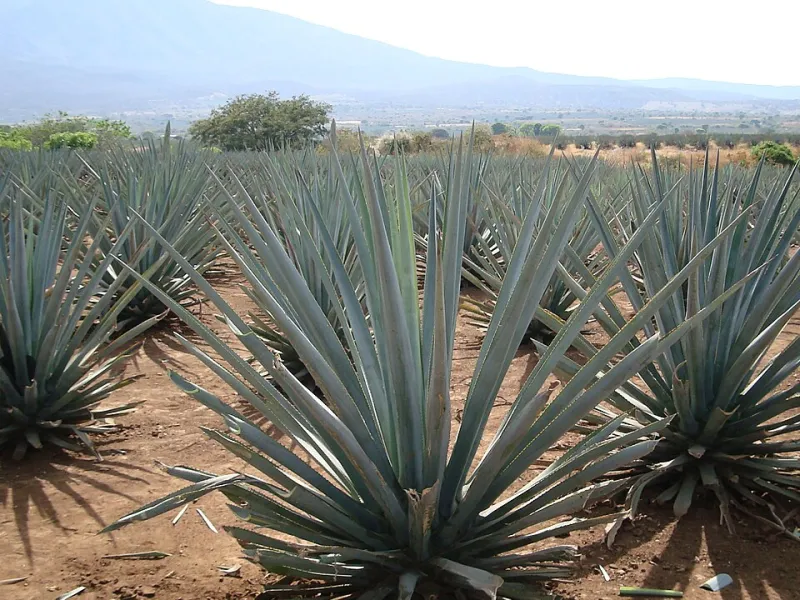 Following the Blue and White South: The American Collector's Pilgrimage to Jalisco